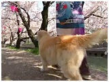䂫 傤̂ ʐ^3