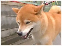 Y 傤̂ ʐ^1
