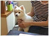 L 傤̂ ʐ^2