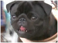 Y 傤̂ ʐ^1