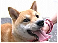  傤̂ ʐ^1