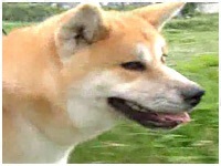  傤̂ ʐ^1