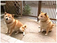Ȃ͂ 傤̂ ʐ^1