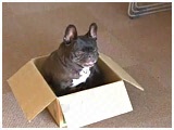 BOSS 傤̂ ʐ^5
