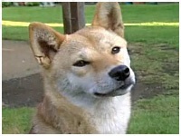 Ȃ 傤̂ ʐ^1