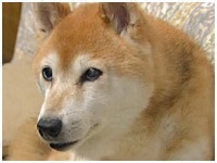 vbN 傤̂ ʐ^1