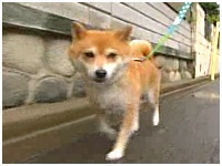 Ȃ 傤̂ ʐ^1