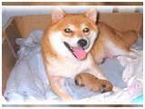 Ȃ 傤̂ ʐ^3