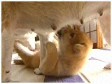 Ȃ 傤̂ ʐ^4