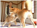 Ȃ 傤̂ ʐ^5