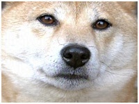 Ȃ 傤̂ ʐ^1