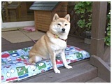 Ȃ 傤̂ ʐ^2