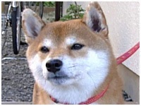  傤̂ ʐ^1