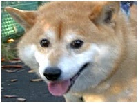 `R 傤̂ ʐ^1