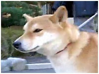 P 傤̂ ʐ^1