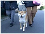P 傤̂ ʐ^2