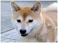 `R 傤̂ ʐ^1