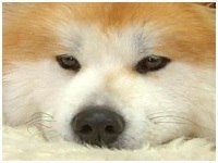 ^^ 傤̂ ʐ^1