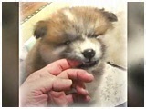 ^^ 傤̂ ʐ^3