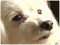 I 傤̂ ʐ^1