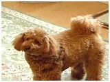 Coco 傤̂ ʐ^2