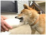 TV 傤̂ ʐ^4