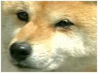 ܂ 傤̂ ʐ^1
