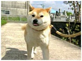  傤̂ ʐ^2