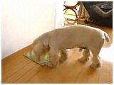 P][ 傤̂ ʐ^5