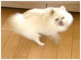 ݂͂ 傤̂ ʐ^3