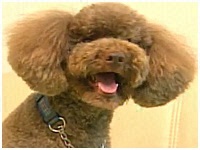 NbL[ 傤̂ ʐ^1