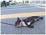 A 傤̂ ʐ^4