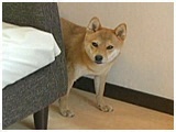 ܂ 傤̂ ʐ^2