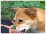  傤̂ ʐ^4