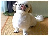 E 傤̂ ʐ^5