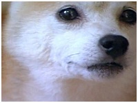 R 傤̂ ʐ^1