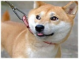 ii 傤̂ ʐ^4