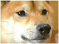  傤̂ ʐ^1