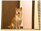 ӂ 傤̂ ʐ^5