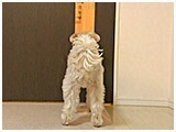 Buddy(ofB) 傤̂ ʐ^4
