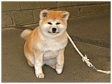 AL 傤̂ ʐ^2