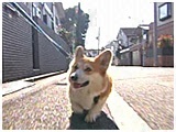 Ƃ炼 傤̂ ʐ^2