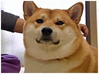ނ 傤̂ ʐ^1