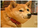 g 傤̂ ʐ^2