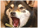Ȃ 傤̂ ʐ^4