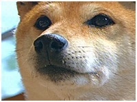  傤̂ ʐ^1