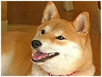  傤̂ ʐ^1