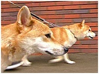  傤̂ ʐ^1