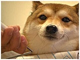 J 傤̂ ʐ^5