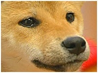 Xq 傤̂ ʐ^1